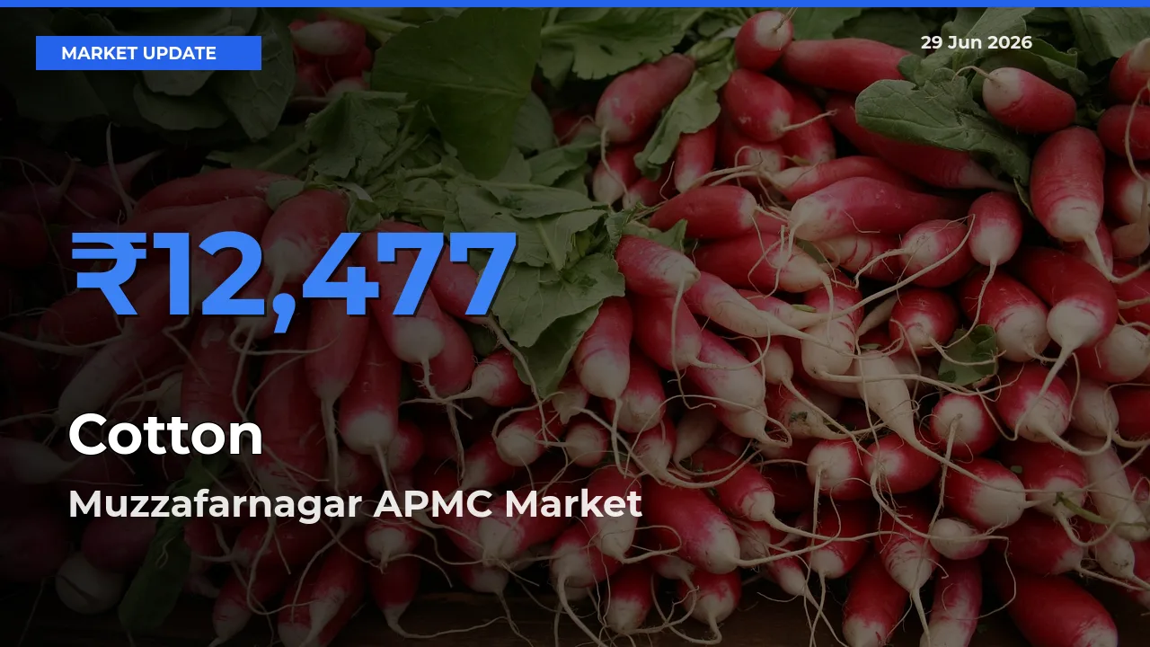 Farmers Prefer Muzzafarnagar APMC as Cotton Hits Highest Rate