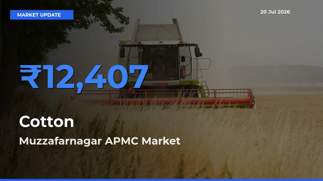 Top Performer! Muzzafarnagar APMC Offers Best Cotton Price Today