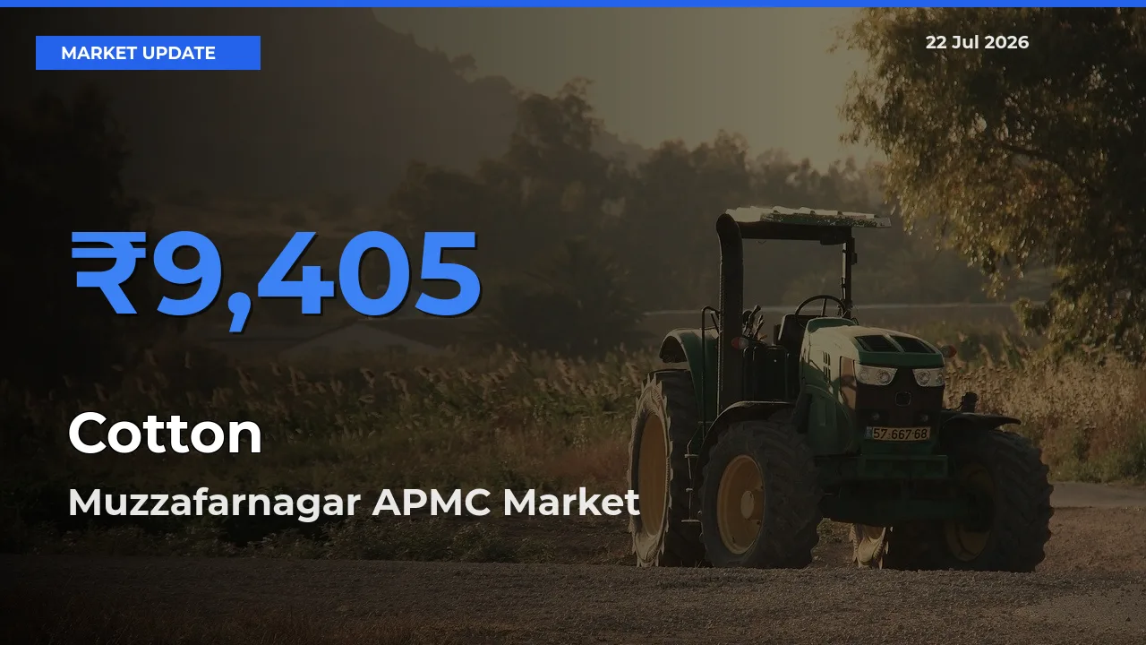 Top Performer! Muzzafarnagar APMC Offers Best Cotton Price Today