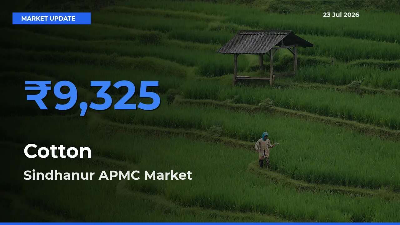 Sindhanur APMC Tops Cotton Mandi Rates Today