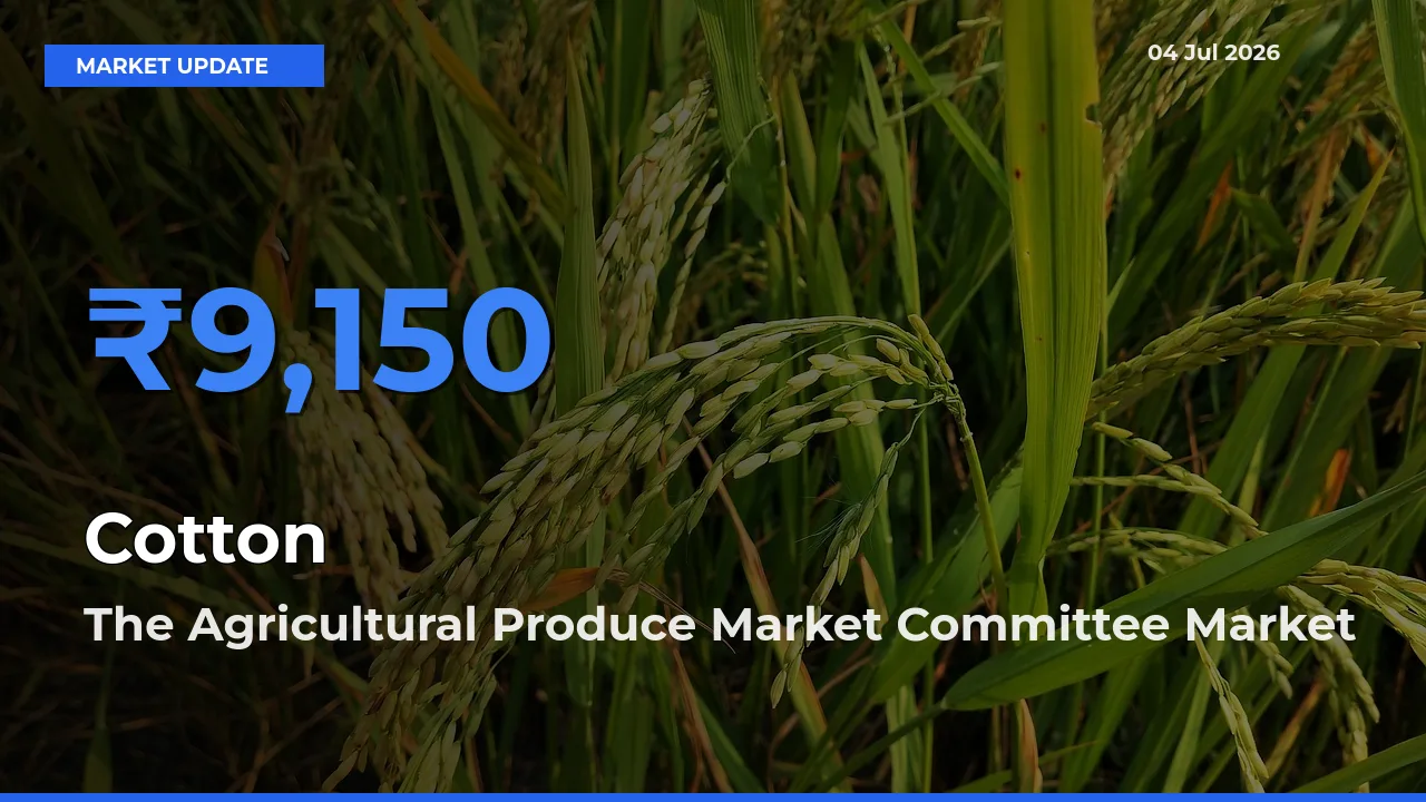 The Agricultural Produce Market Committee Tops Cotton Mandi Rates Today