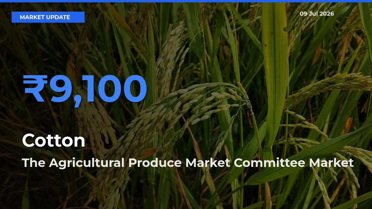 The Agricultural Produce Market Committee Tops Cotton Mandi Rates Today