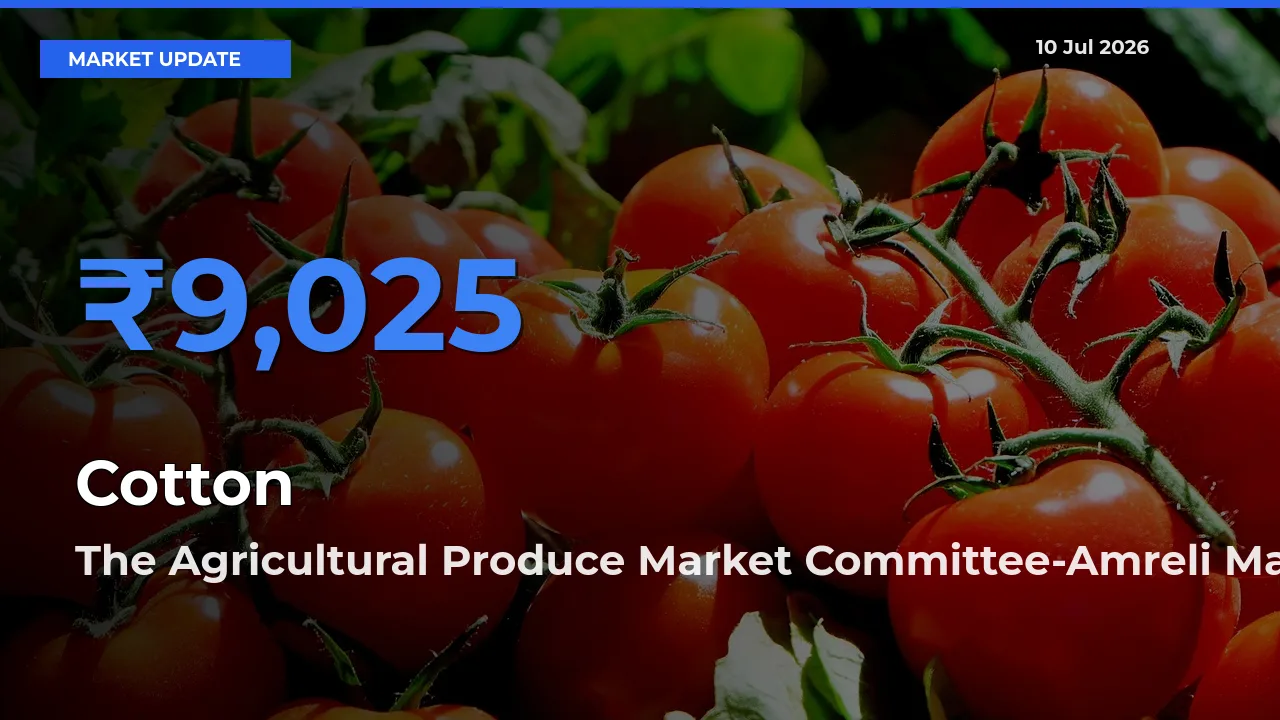 The Agricultural Produce Market Committee-Amreli Tops Cotton Rates – July 10 Market Update