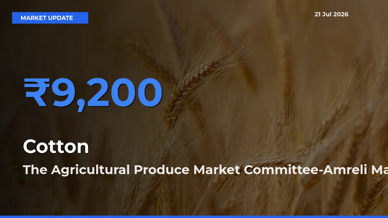 Market Watch: The Agricultural Produce Market Committee-Amreli Becomes Top Mandi for Cotton