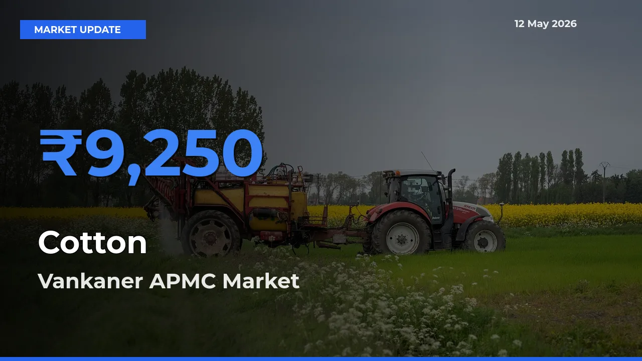 Vankaner APMC Emerges as Top Mandi for Cotton Prices Today