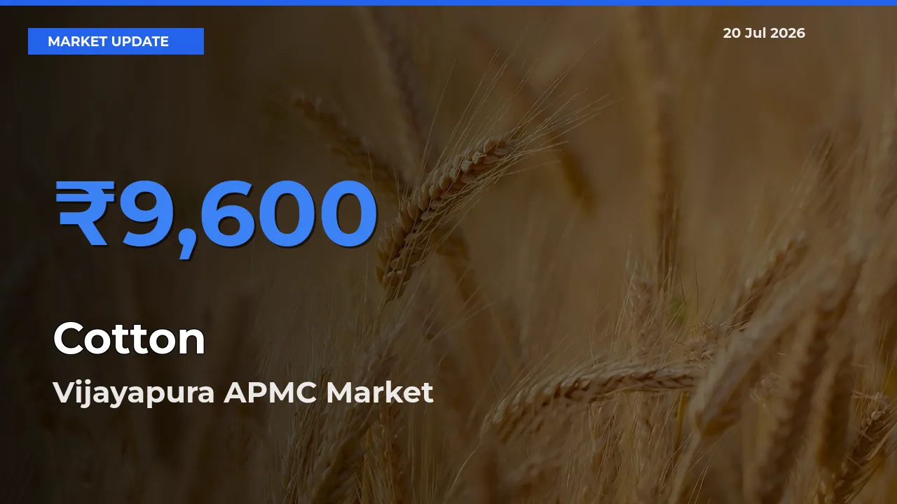 Cotton Mandi Rate Today: Vijayapura APMC Tops the List