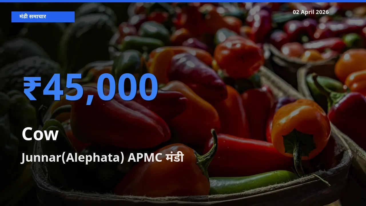बाज़ार संकेत: Junnar(Alephata) APMC बना गाय के लिए आज की टॉप मंडी