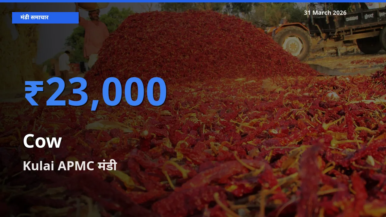 आज का मंडी भाव: गाय के सबसे ज़्यादा दाम Kulai APMC में