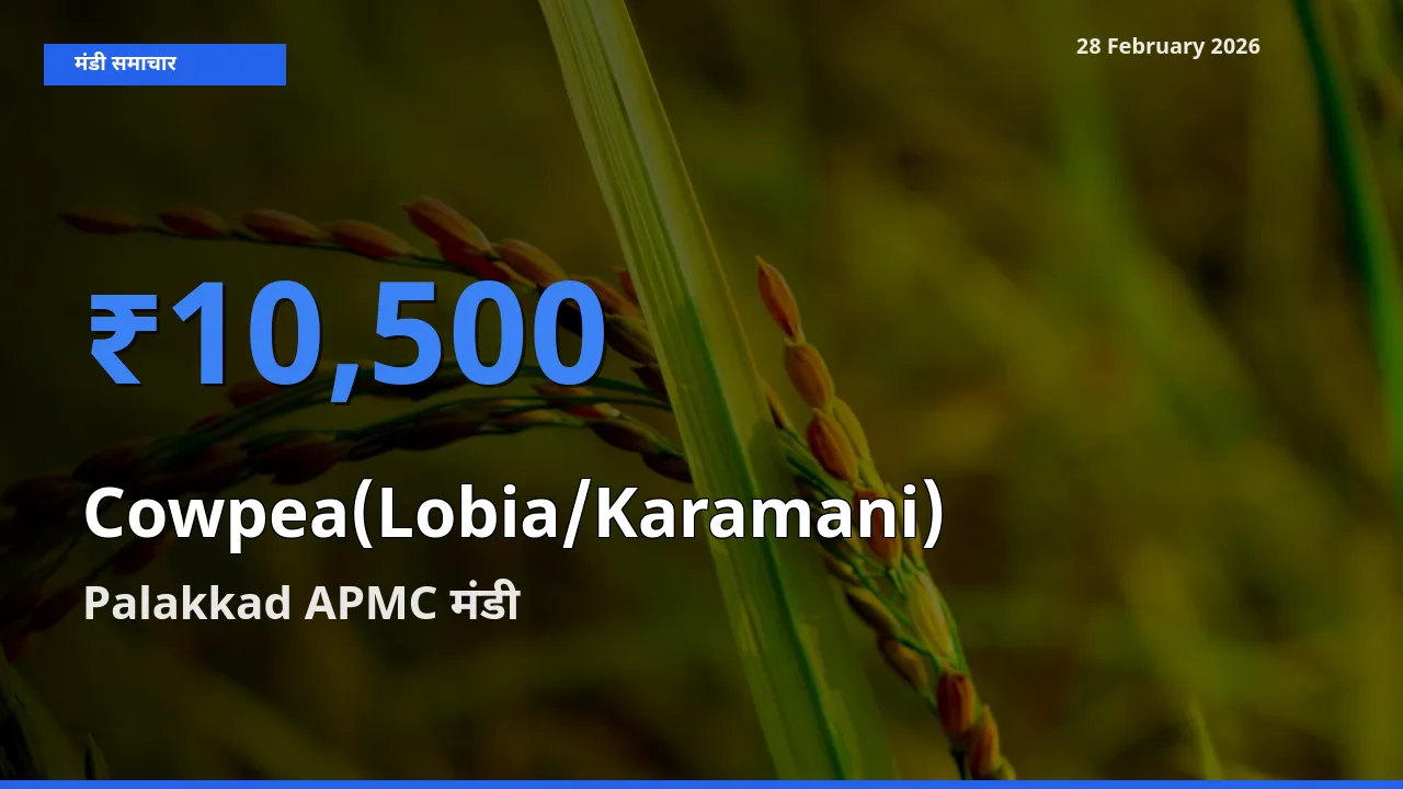 आज का मंडी भाव: Cowpea(Lobia/Karamani) के सबसे ज़्यादा दाम Palakkad APMC में