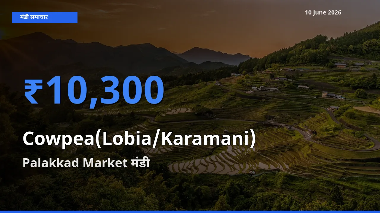 टॉप मंडी बना Palakkad Market! लोबिया (करमानी) के सबसे ऊँचे दाम यहीं दर्ज