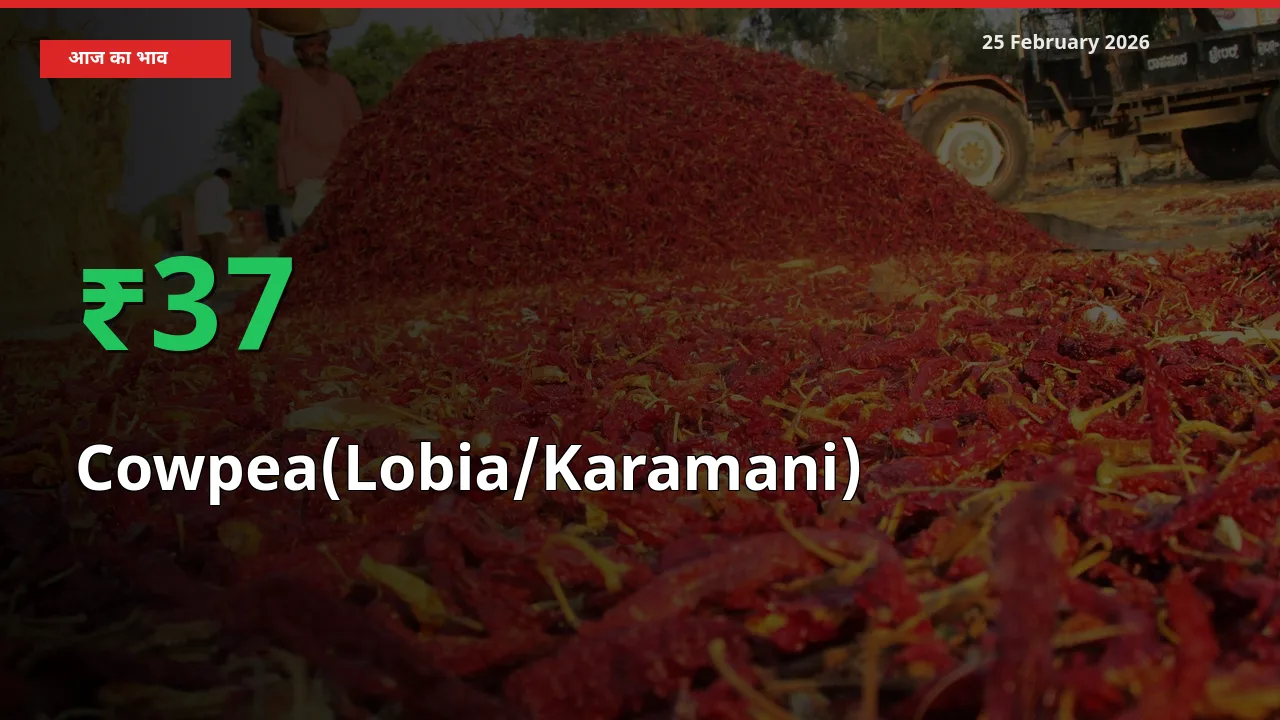तेज़ तेजी! मंडी में Cowpea(Lobia/Karamani) के दाम 37.12% चढ़े