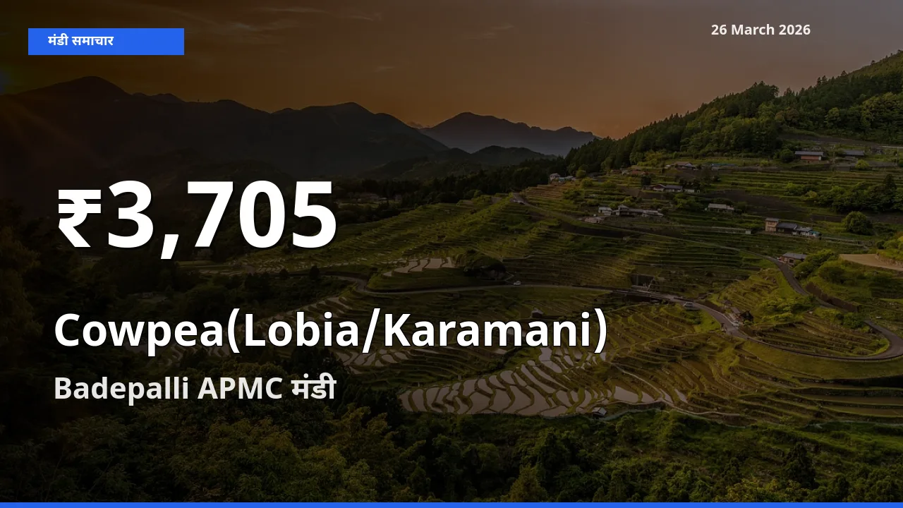 किसानों के लिए चिंता का विषय? लोबिया (करमानी) के दाम Badepalli APMC में 30 दिन के न्यूनतम स्तर पर