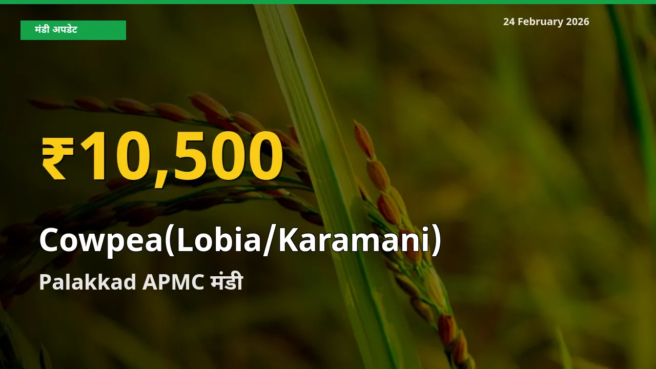 30 दिनों में सबसे ऊँचे स्तर पर Cowpea(Lobia/Karamani) के दाम, Palakkad APMC में उछाल