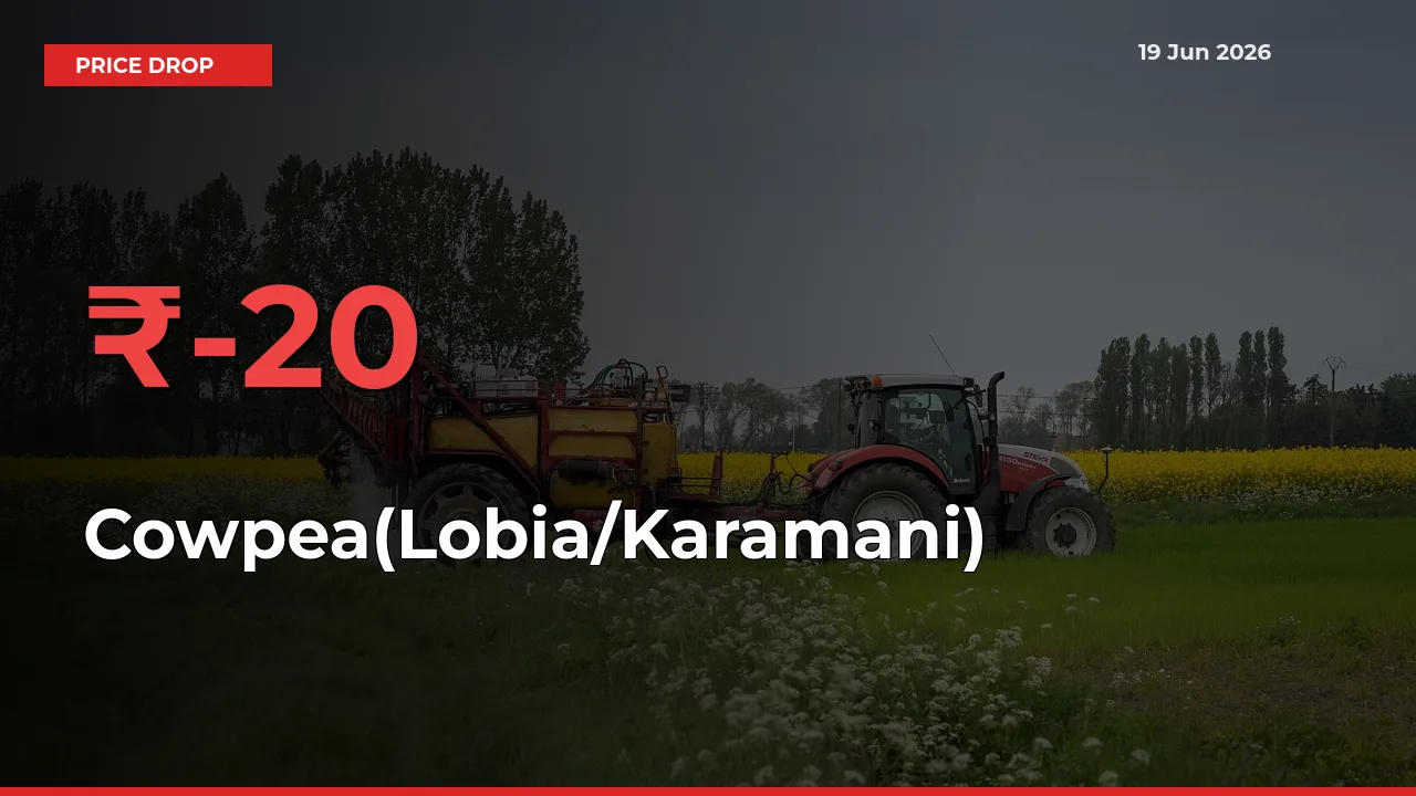 Cowpea(Lobia/Karamani) Falls 20.33% at Mandis