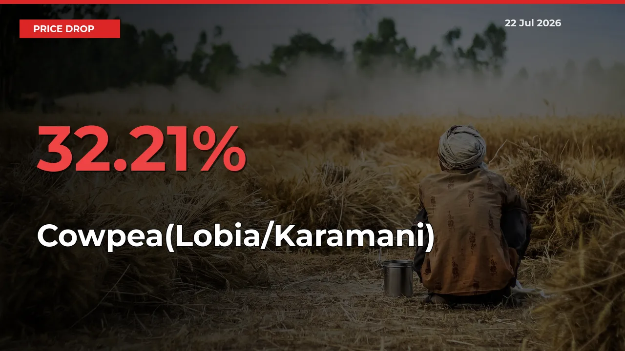 Farmers Alert as Cowpea(Lobia/Karamani) Prices Slide 32.21% in Local Mandis
