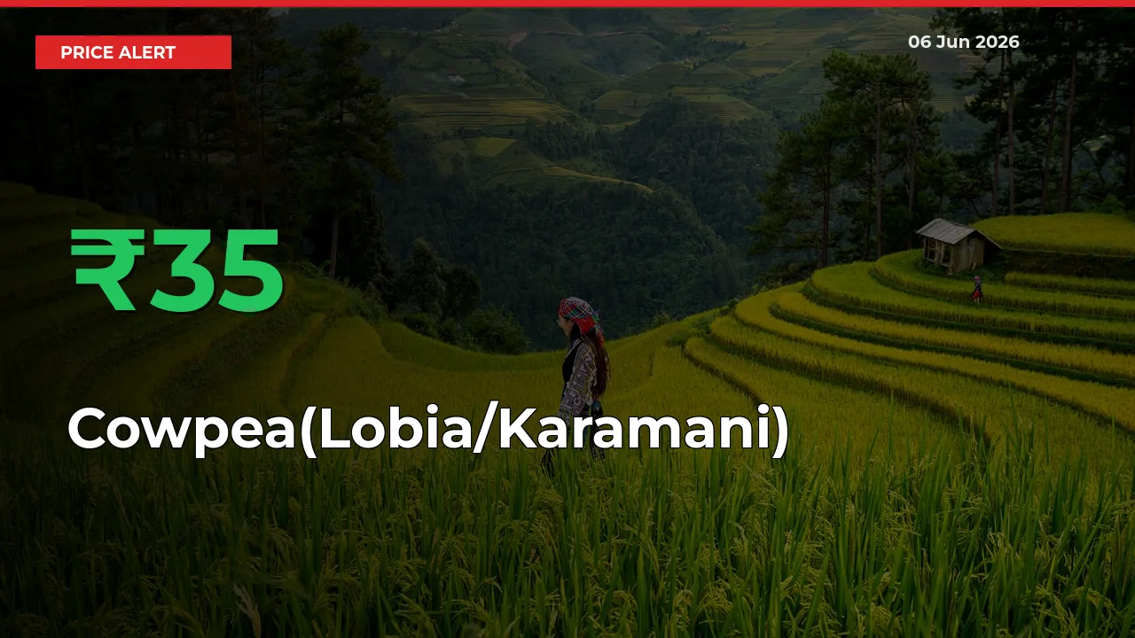 Cowpea(Lobia/Karamani) Prices Rise 35.25% in a Day at Major Mandis