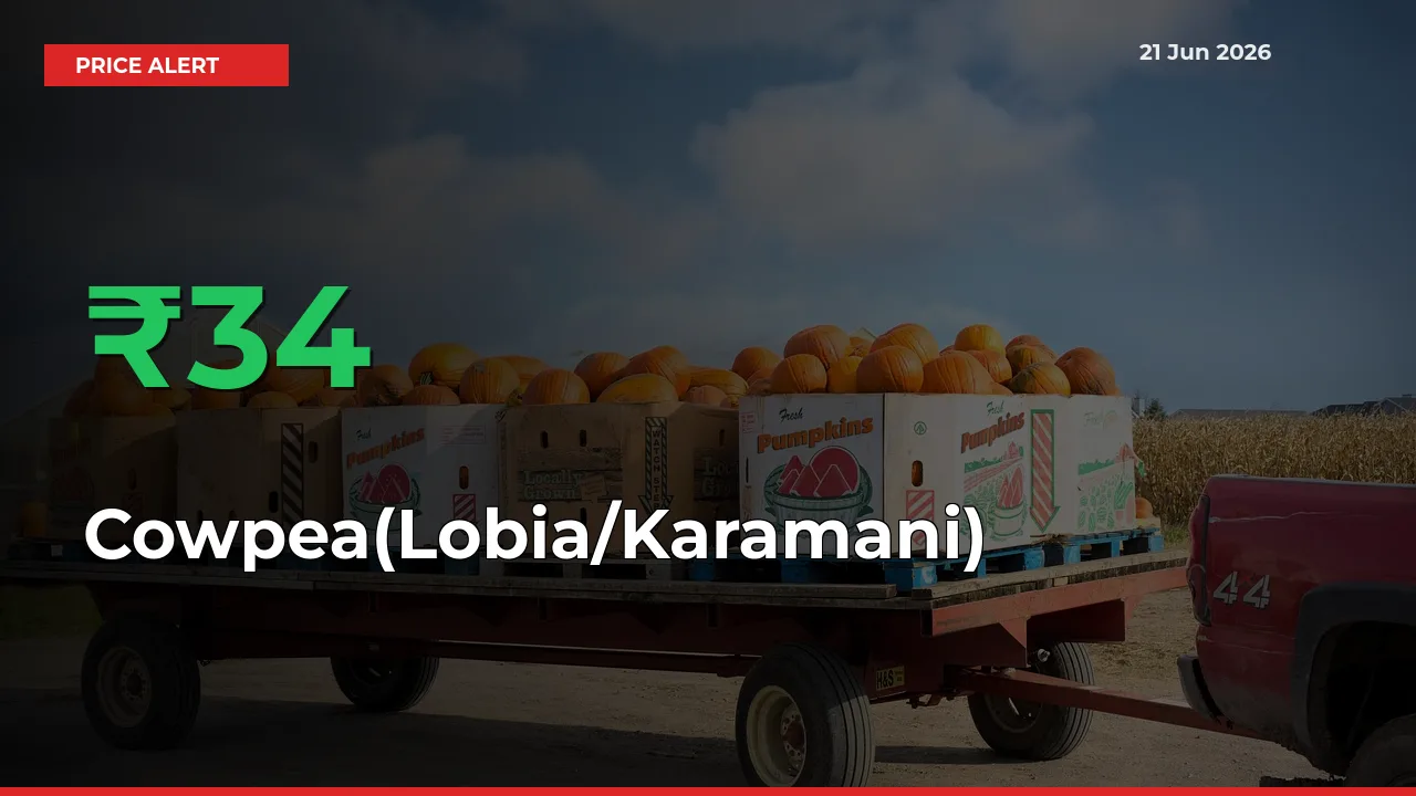 33.89% Spike in Cowpea(Lobia/Karamani) Prices – Mandi Sees Sudden Rally