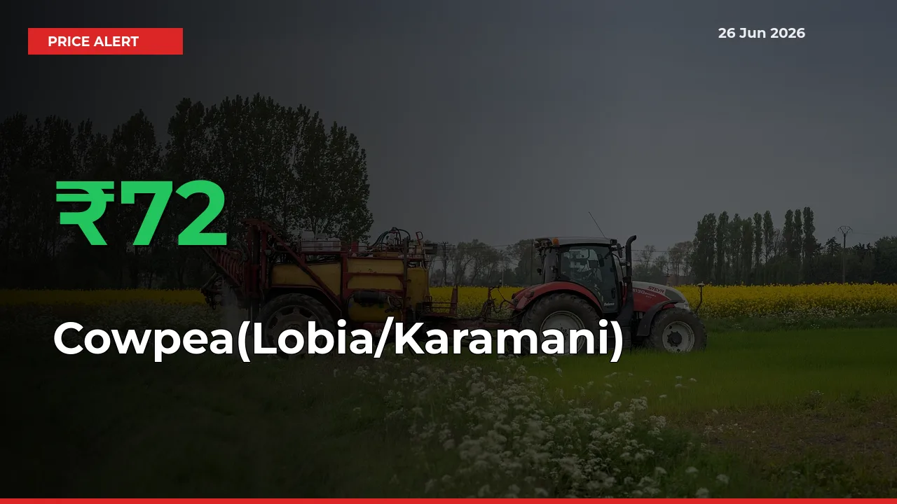 This Mandi Records 71.79% Jump in Cowpea(Lobia/Karamani) Prices
