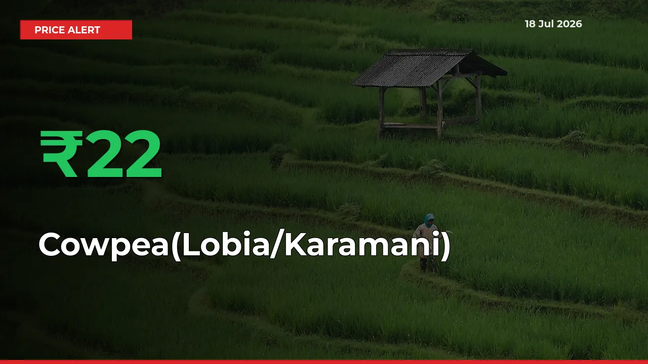 Sharp Jump! Cowpea(Lobia/Karamani) Prices Climb 22.18% in 24 Hours at Key Mandis