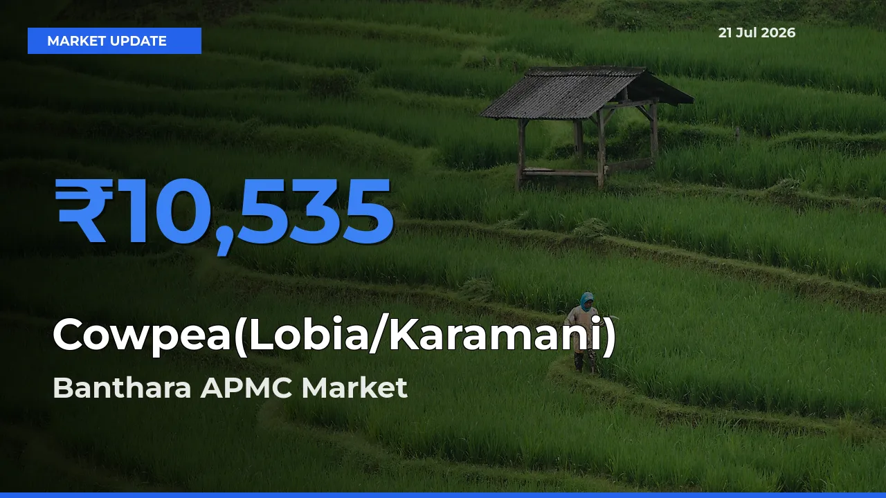 Top Performer! Banthara APMC Offers Best Cowpea(Lobia/Karamani) Price Today