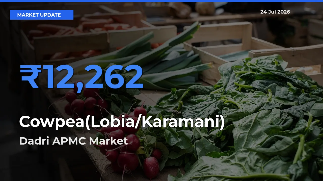 Top Performer! Dadri APMC Offers Best Cowpea(Lobia/Karamani) Price Today