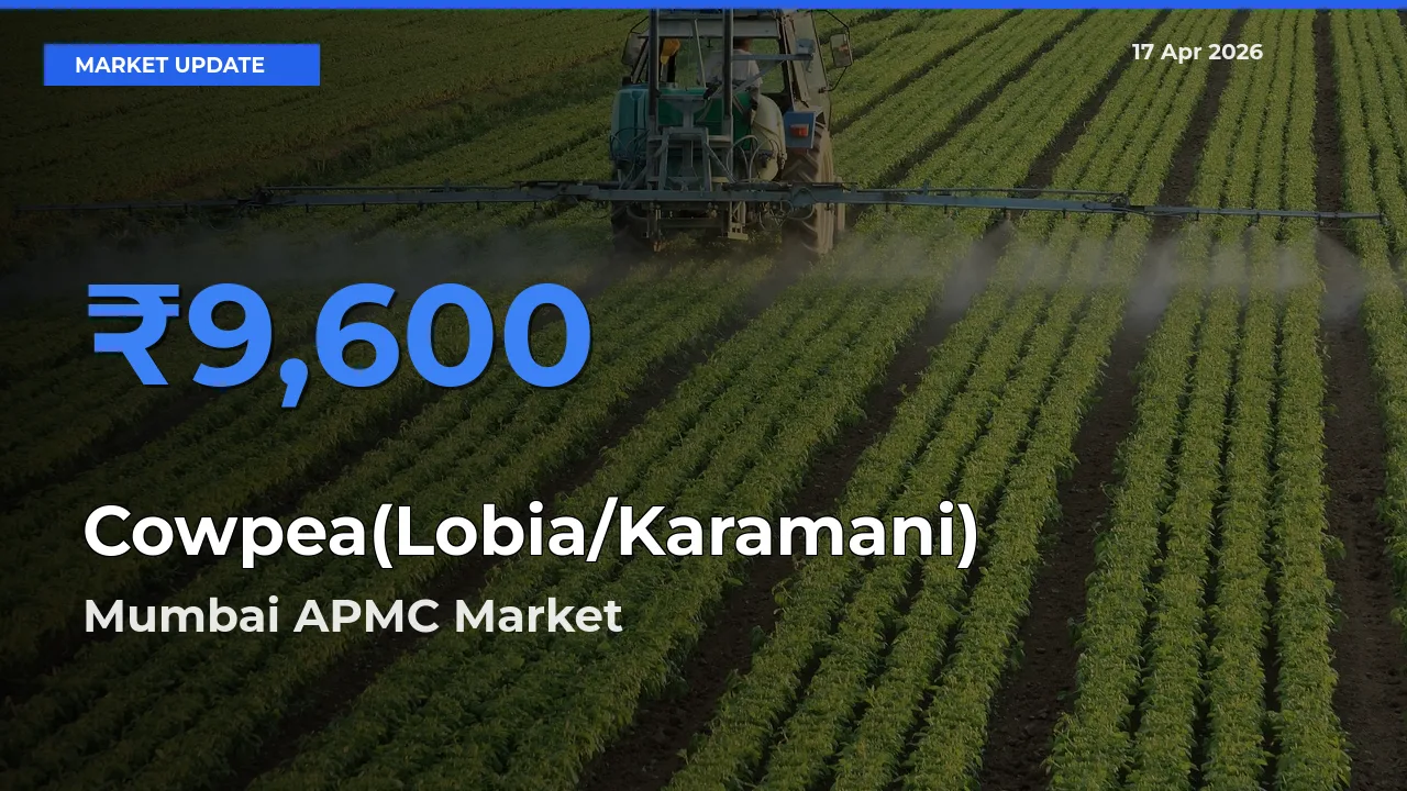 Top Performer! Mumbai APMC Offers Best Cowpea(Lobia/Karamani) Price Today