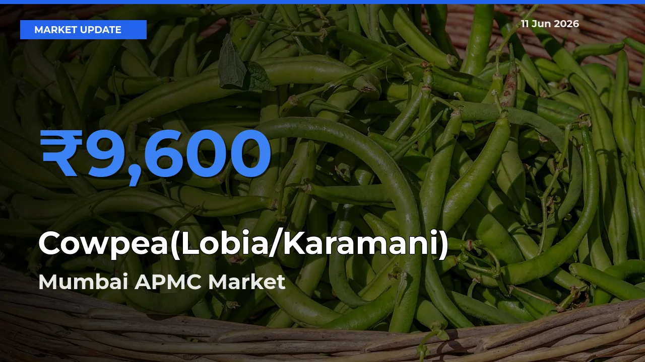 Mumbai APMC Records Highest ₹9,600 Rate for Cowpea(Lobia/Karamani)