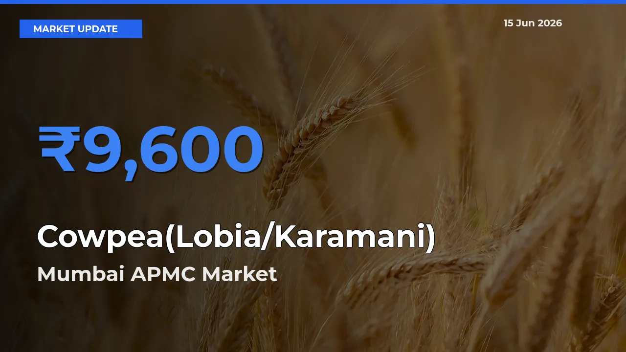 Mumbai APMC Records Highest ₹9,600 Rate for Cowpea(Lobia/Karamani)