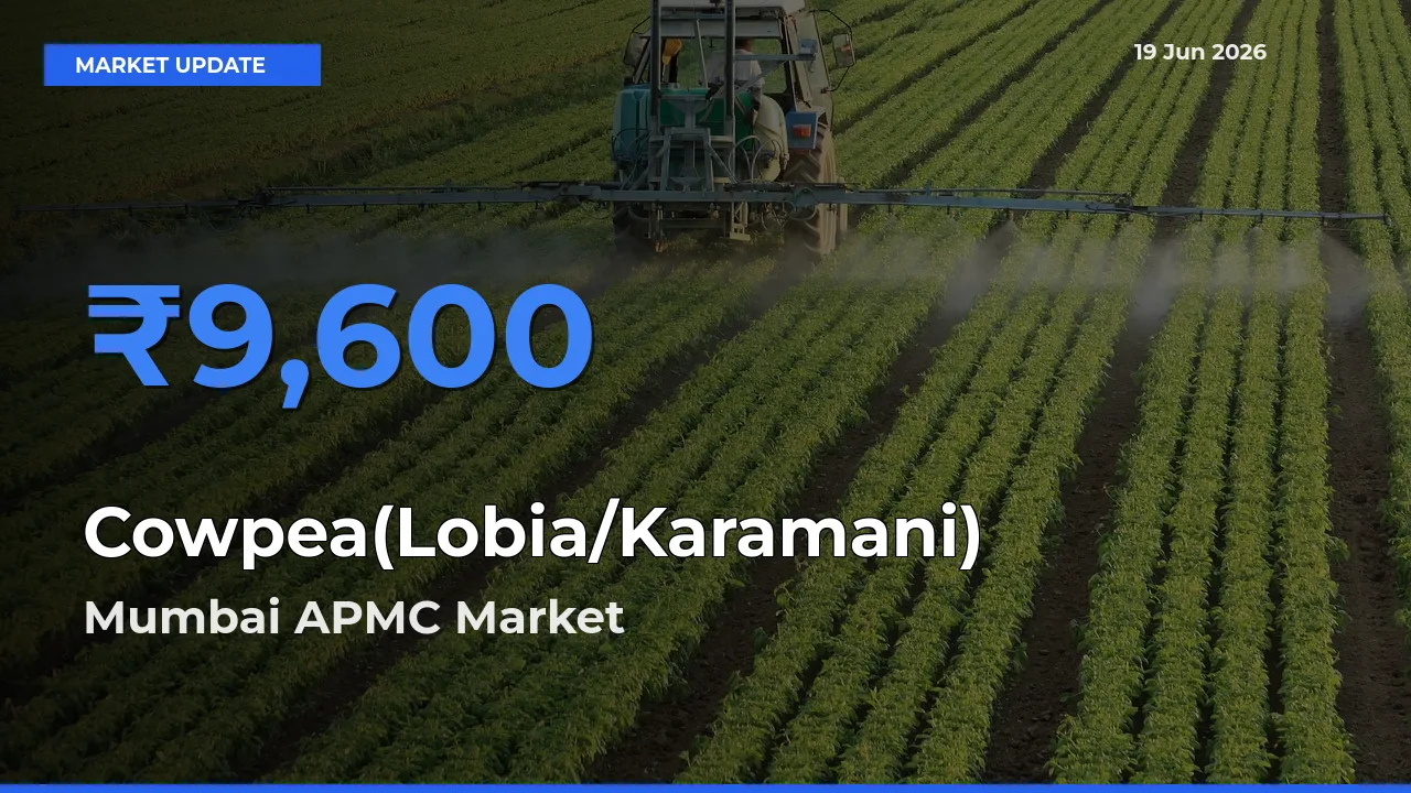 Mumbai APMC Emerges as Top Mandi for Cowpea(Lobia/Karamani) Prices Today