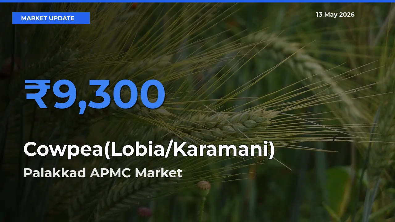 Palakkad APMC Records Highest ₹9,300 Rate for Cowpea(Lobia/Karamani)