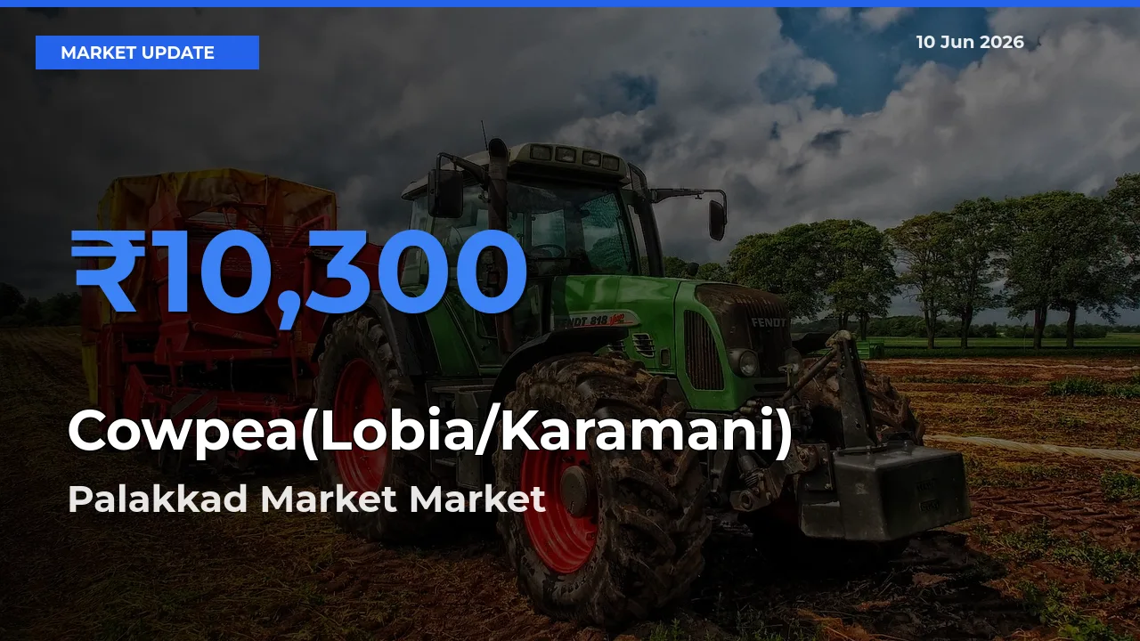 Market Watch: Palakkad Market Becomes Top Mandi for Cowpea(Lobia/Karamani)