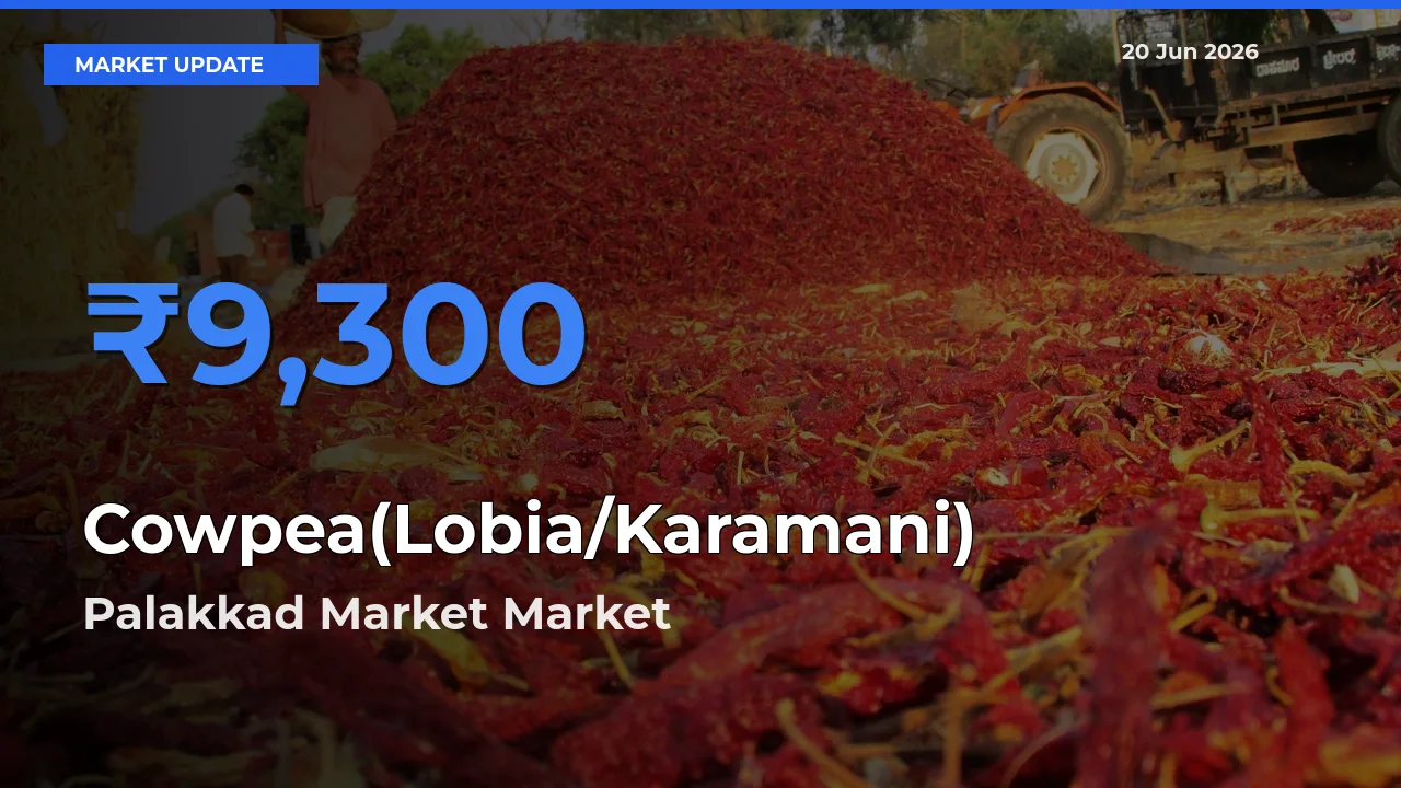 Palakkad Market Emerges as Top Mandi for Cowpea(Lobia/Karamani) Prices Today
