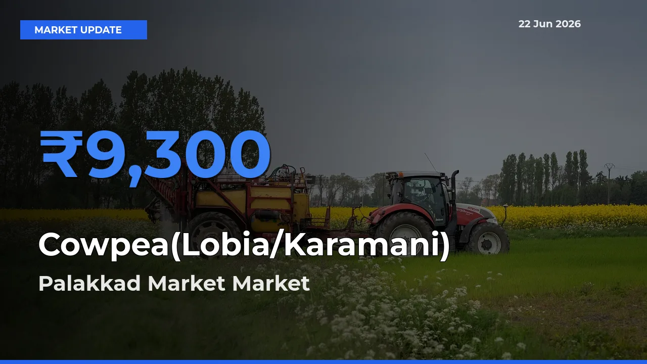 Palakkad Market Emerges as Top Mandi for Cowpea(Lobia/Karamani) Prices Today