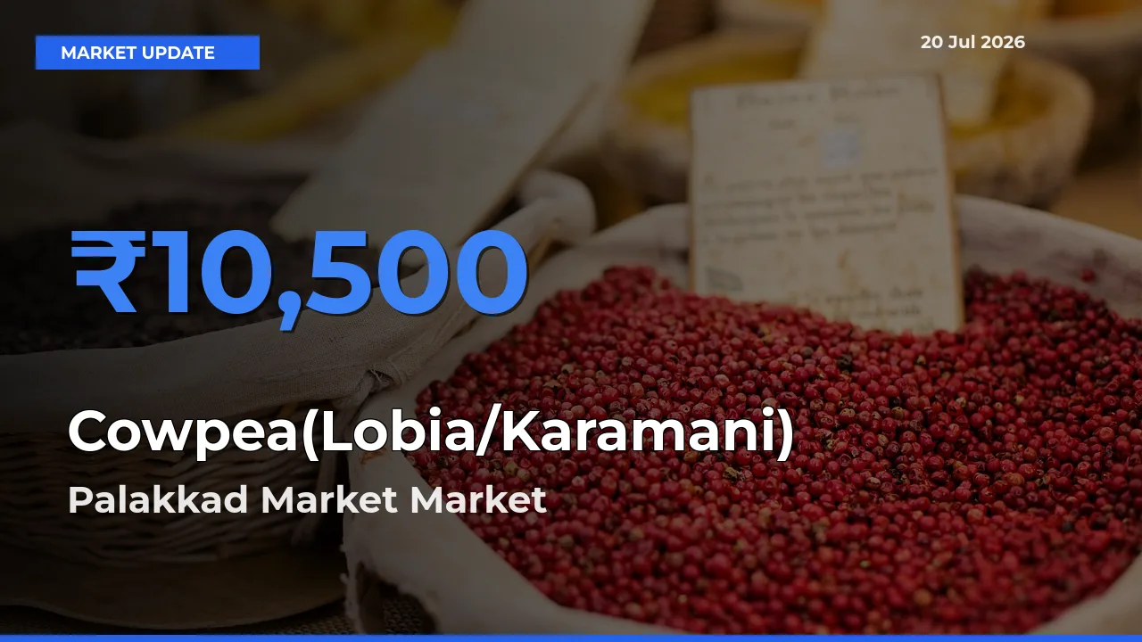 Palakkad Market Records Highest ₹10,500 Rate for Cowpea(Lobia/Karamani)