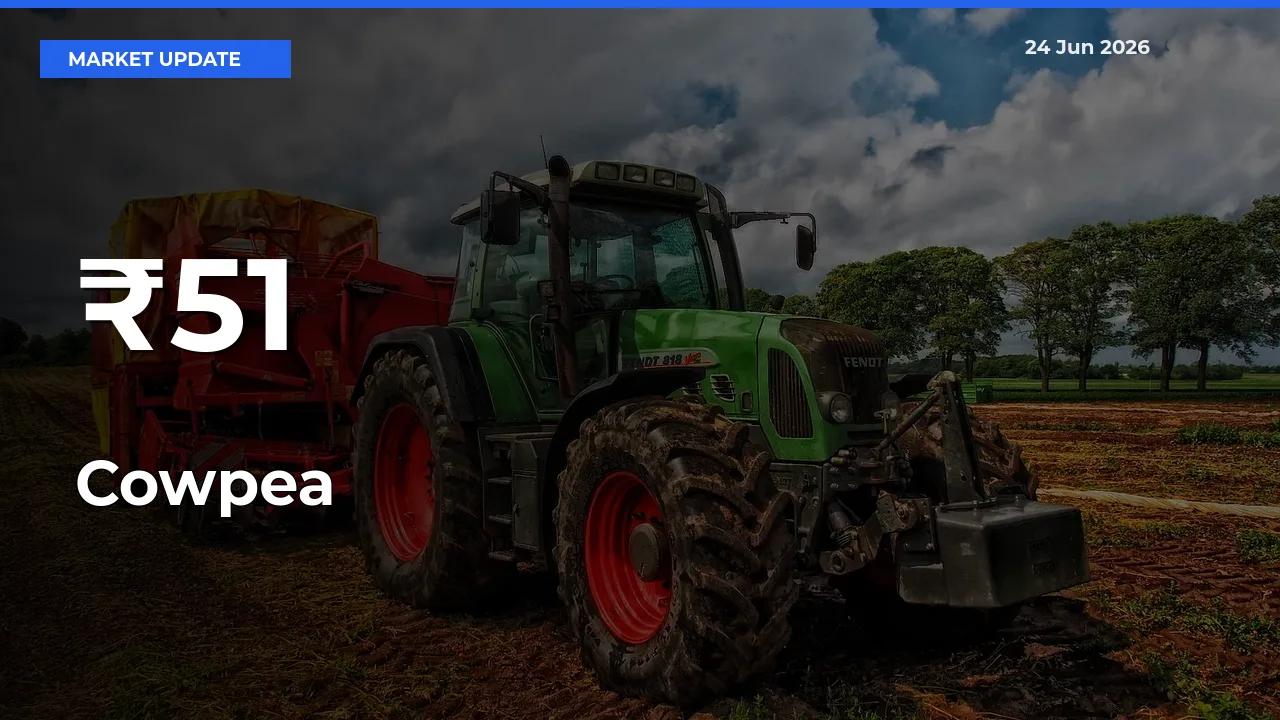 Multi-Mandi Trend Emerges as Cowpea Prices Shift Across Key Markets