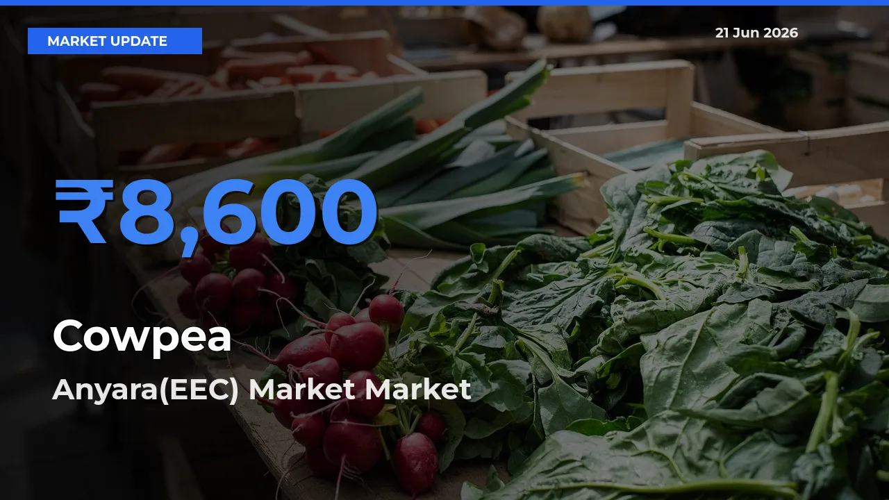 Anyara(EEC) Market Tops Cowpea Rates – June 21 Market Update
