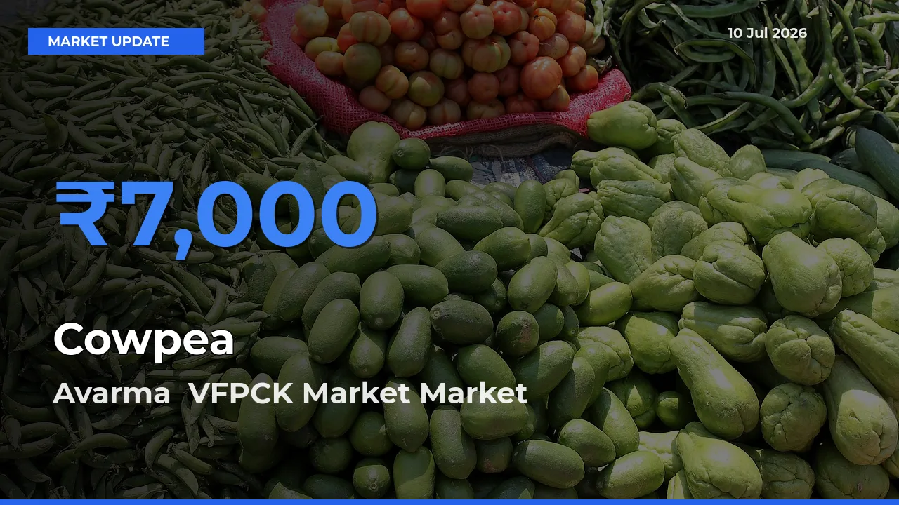 Avarma VFPCK Market Emerges as Top Mandi for Cowpea Prices Today