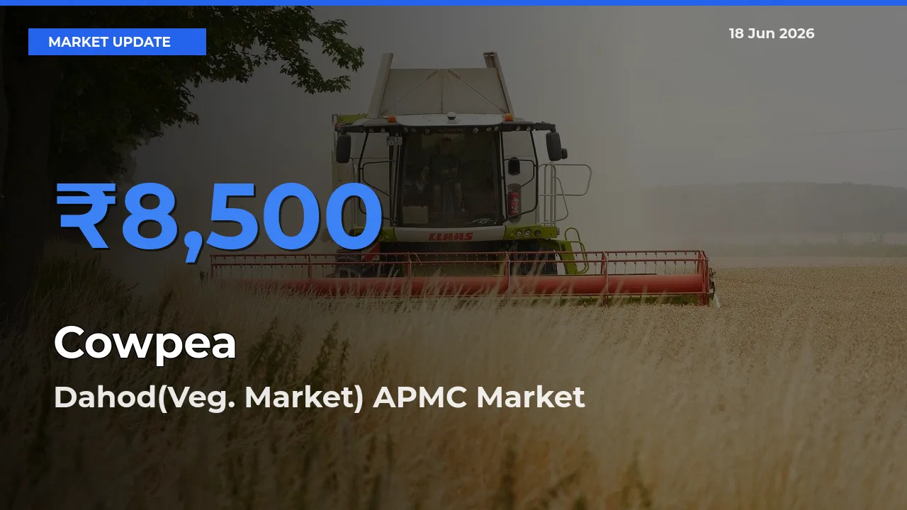 Dahod(Veg. Market) APMC Offers ₹8,500 – Highest Cowpea Rate Today