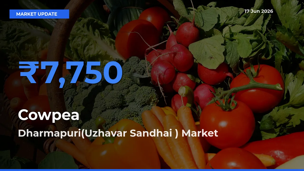 Dharmapuri(Uzhavar Sandhai ) Offers ₹7,750 – Highest Cowpea Rate Today
