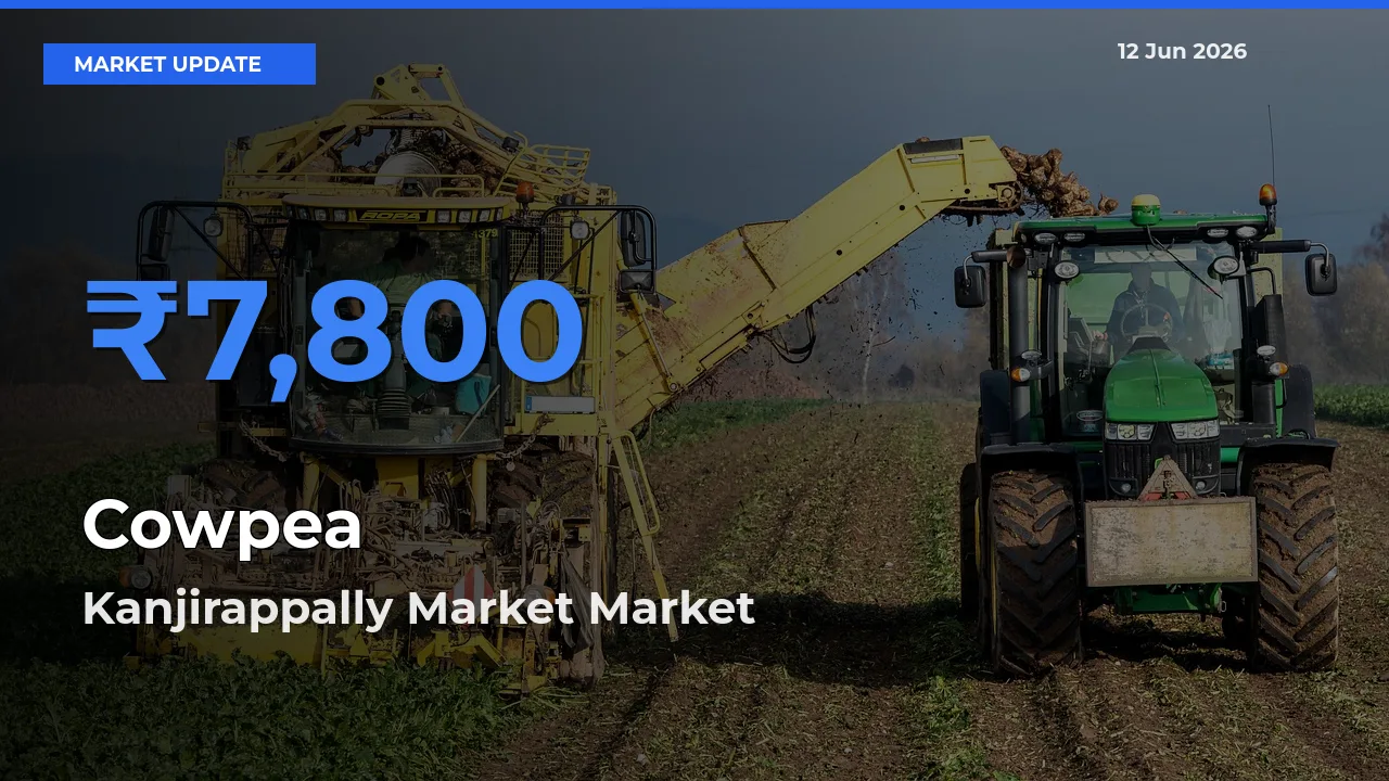 Kanjirappally Market Emerges as Top Mandi for Cowpea Prices Today
