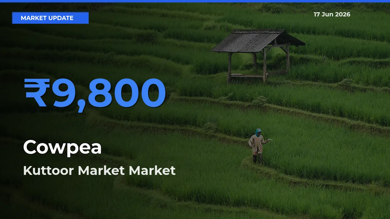 Cowpea Mandi Rate Today: Kuttoor Market Tops the List