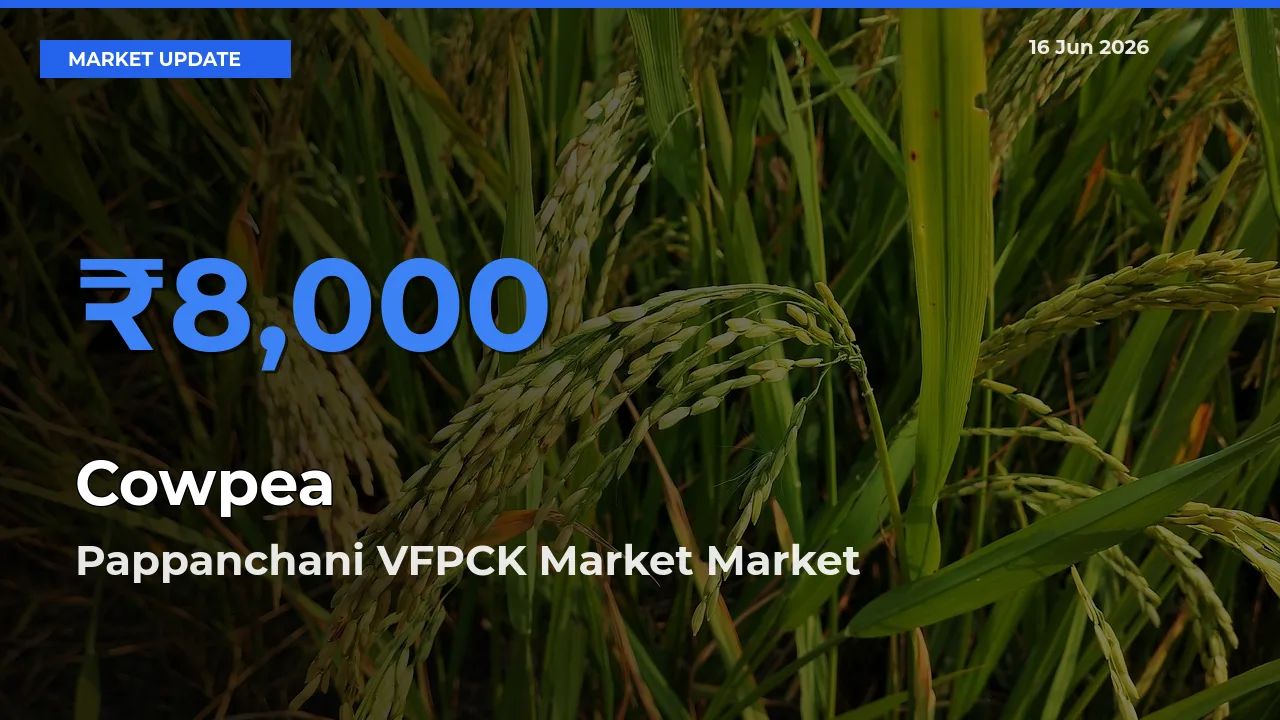 Pappanchani VFPCK Market Leads as Top Mandi for Cowpea Prices