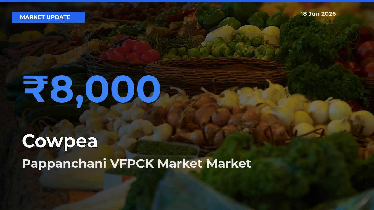 Pappanchani VFPCK Market Emerges as Top Mandi for Cowpea Prices Today
