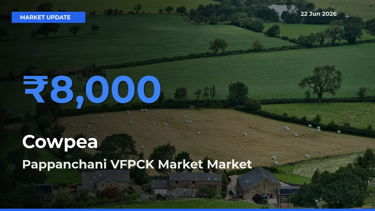 Cowpea Mandi Rate Today: Pappanchani VFPCK Market Tops the List