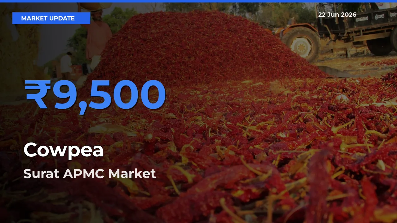 Surat APMC Tops Cowpea Mandi Rates Today