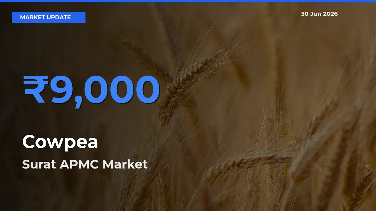 Cowpea Mandi Rate Today: Surat APMC Tops the List