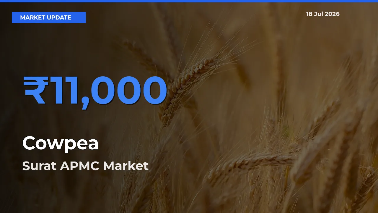 Farmers Prefer Surat APMC as Cowpea Hits Highest Rate
