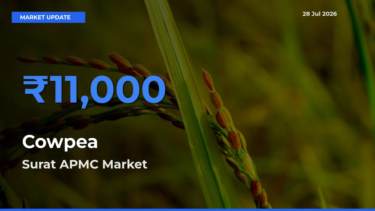 Surat APMC, Gujarat Leads as Top Mandi for Cowpea Prices