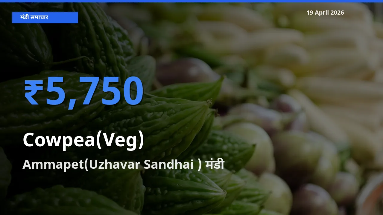 बाज़ार संकेत: Ammapet(Uzhavar Sandhai ) बना लोबिया फली के लिए आज की टॉप मंडी