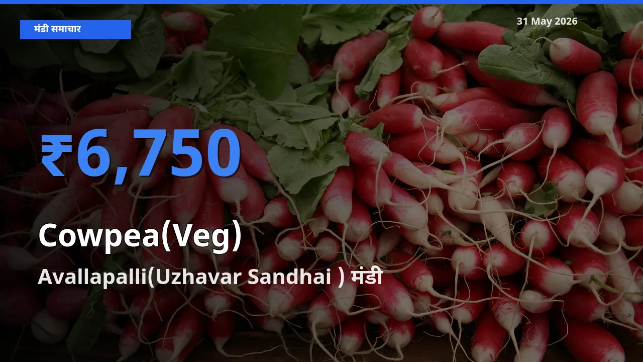 Avallapalli(Uzhavar Sandhai ) में लोबिया फली का आज सबसे ऊँचा भाव